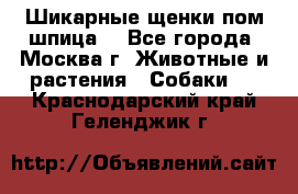 Шикарные щенки пом шпица  - Все города, Москва г. Животные и растения » Собаки   . Краснодарский край,Геленджик г.